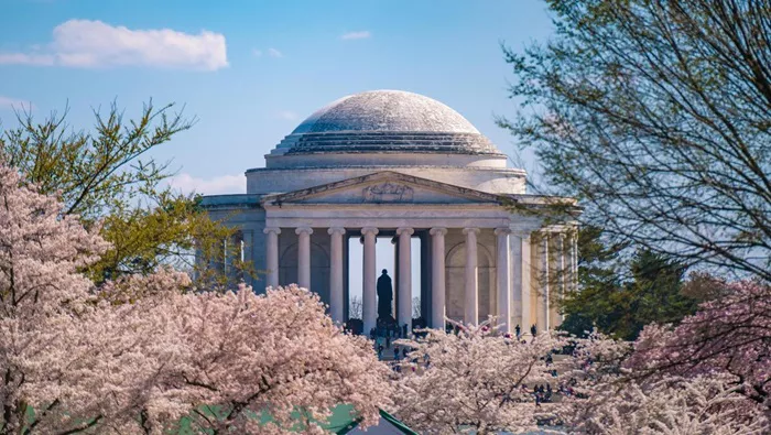 where to see cherry blossoms in chicago